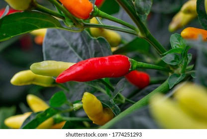Photograph of a yellow and red tabasco pepper crop
