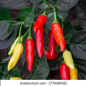 Photograph of a yellow and red tabasco pepper crop