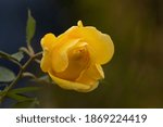 Photograph of a yellow rose, on a cloudy autumn day, in the area of the Rosaleda of the Retiro park in the city of Madrid, Spain.