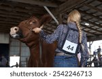 A photograph of a young woman leading a cow in a livestock show. The woman, with a braided hairstyle and wearing a numbered bib, guides the cow with a halter.