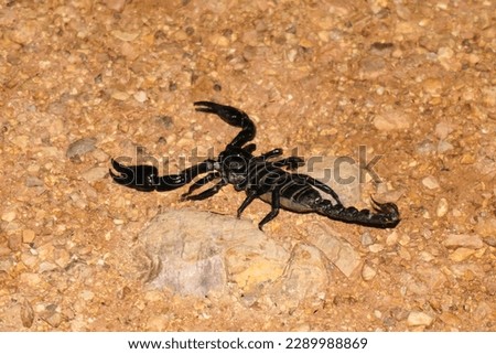 Photographed Arachnid Species: Heterometrus Laoticus, Also Known as Black Forest Scorpion.