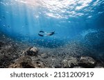 Photographed in the area off the coast of Lingshui in Hainan Province, China, surrounded by schools of sardines, it is a pleasure to be close to marine life