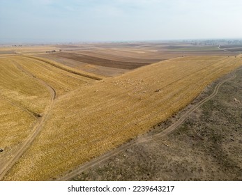 Photographed from a bird's eye view, the crops being mown, the big yellow fields, the brown fields, and the long narrow paths that run through them.