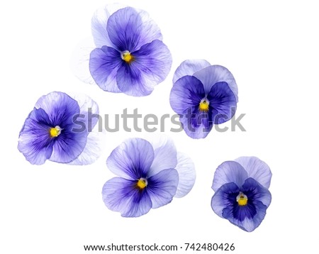 Photographed close-up of 5 Viola flowers on white background. Different shades of purple/violet with yellow heart. Backlit, very delicate, almost translucent.