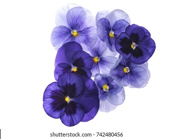 4,127,923 Violet Images, Stock Photos & Vectors | Shutterstock