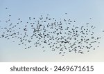 photographed close-up blue sky, in which a flock of birds flying, visible silhouettes, daytime,