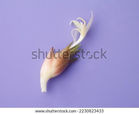 Similar – Image, Stock Photo Allium isolated on white background