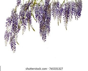 Photographed wisteria flowers in early spring on white background.