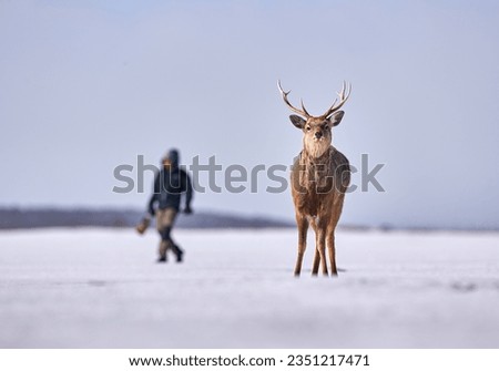 Photographer man with Hokkaido sika deer, Cervus nippon yesoensis, on snowy meadow, winter mountains in the background. Animal with antler in nature habitat, winter scene, Hokkaido, Japan.