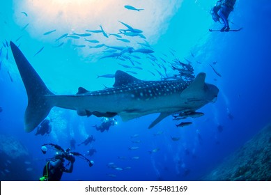 Photographer Scuba Diving And Camera In Hand With Whale Shark  At Losin Sea ,Thailand