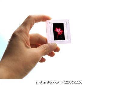 The photographer is shining 
Film Slides on white background.
Slide film is photography with old-fashioned film cameras.Filmstrip slides - Powered by Shutterstock