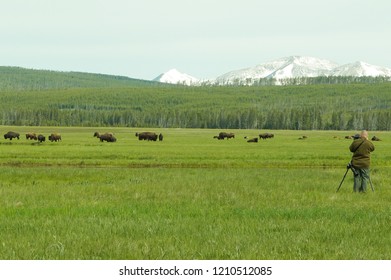 Photographer Taking Pictures of Bison in Yellow Stone National Park