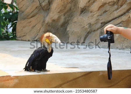 photographer taking pictures of a rare hornbill bird 