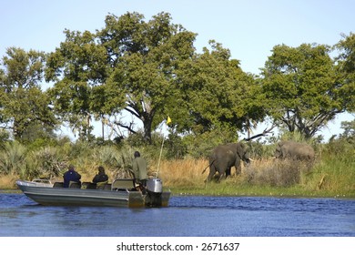 Photographers get an up close view of African elephants in the Okavango Delta, Botswana, Africa by speedboat