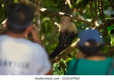 Photographers, monkey disturb in the forest. White-headed Capuchin, black monkey sitting on tree branch in the dark tropical forest. Wildlife of Costa Rica. Travel holiday in Central America. 