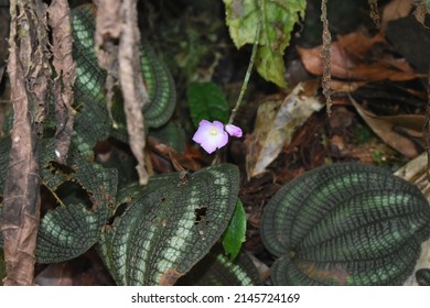 Photographic Work Fauna And Flora Of The Amazon Jungle, Colombia, Water Protection, Waterfalls, Biodiversity And Exotic Landscapes