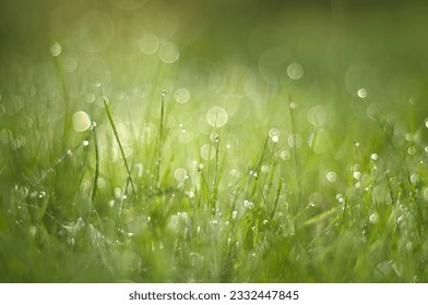 Photographing the grass with dew in the backyard during a september morning. 