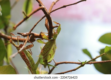 Photographing Phylliidae In A Garden With Insects