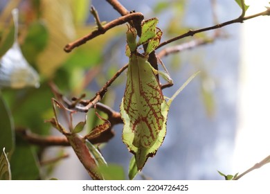 Photographing Phylliidae In A Garden With Insects