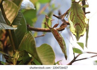 Photographing Phylliidae In A Garden With Insects