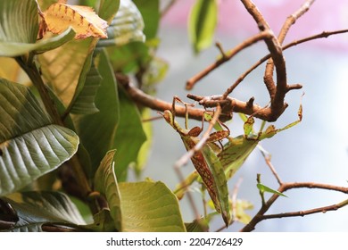 Photographing Phylliidae In A Garden With Insects