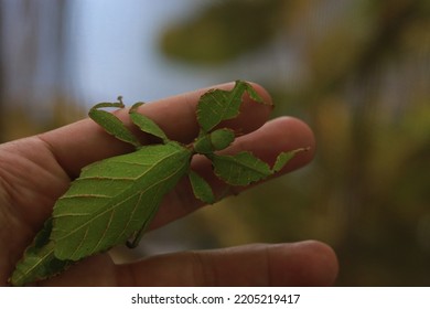 Photographing Phylliidae In A Garden With Insects