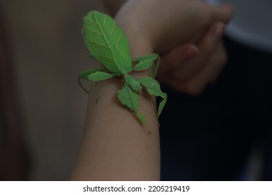 Photographing Phylliidae In A Garden With Insects