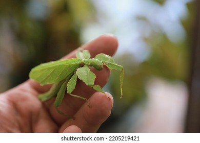 Photographing Phylliidae In A Garden With Insects