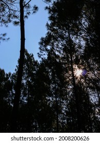 Photographing the sun from behind a pine tree at Curug Layung Cimahi, Bandung, Indonesia.