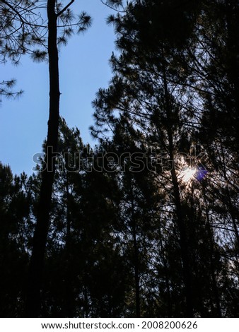 Photographing the sun from behind a pine tree at Curug Layung Cimahi, Bandung, Indonesia.