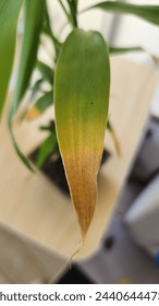 Photographs of Bamboo Plant Affected by Disease: A Study of Yellowing Leaves and Its Impact on Growth