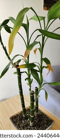 Photographs of Bamboo Plant Affected by Disease: A Study of Yellowing Leaves and Its Impact on Growth