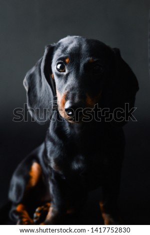 Vigilant dachshund