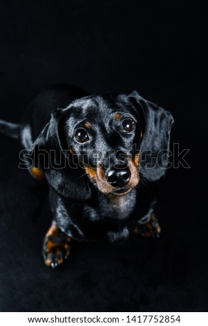 Similar – Vigilant dachshund