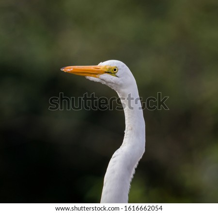 Similar – Image, Stock Photo Adult Great egret bird Ardea alba perches in a tree