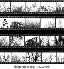 Photographs Of Trees And Plants Film Proof Sheet. Black And White.