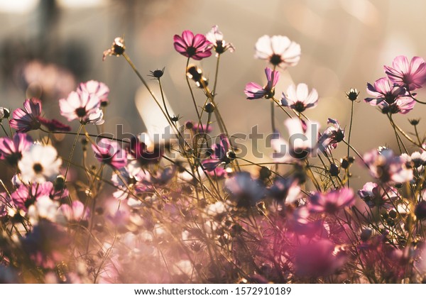 Photographs Using Light Darkness Beautiful Flowers Stock Photo (Edit