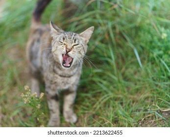 Photography Of Angry Stray Grey Cat. Cat Meows Loudly. He Is Begging Food. He Looking At Camera. Open Cat Mouth Widely. Animals' Theme. Close Up