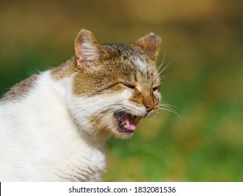 Photography of a big homeless fighting cat. Ragged ear. Cat meows loudly. He is begging food. Open cat mouth widely. Animals theme.