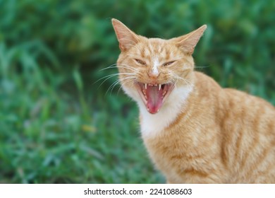 Photography of a big red stray fighting cat in the grden. Huge fangs. Cat meows loudly. Opened widely cat mouth. Green lush foliage as background. Cat looking at camera. Animals theme. Close up image - Shutterstock ID 2241088603