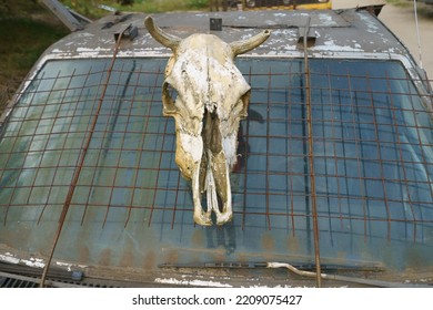 Photography Of The Big Skull Of Any Animal. May Be Cow Or Bull. The Skull Lies On The Hood Of An Old Car In A Rusty Town On The Baltic Spit