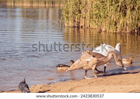 photography, bird, animal, swan, lake, nature, water, horizontal, public park, beauty in nature, background, reflection, swimming, outdoor, pond, water bird, neck, lovely, tranquility, swim