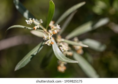 photography of a blooming branch of an olive tree plant in the garden close-up - Shutterstock ID 1959825175