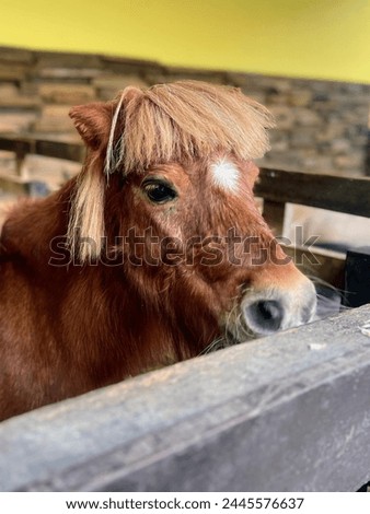 a photography of a brown horse with a long mane standing in a pen.