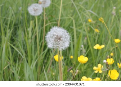 photography close up green grass yellow flowers and white dandelions field nature spring flowering - Powered by Shutterstock