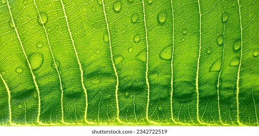 a photography of a close up of a leaf with water droplets, a close up of a leaf with water droplets on it.