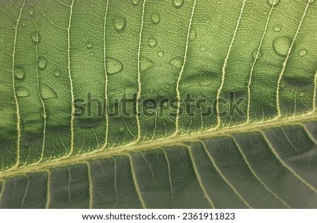 a photography of a close up of a leaf with water droplets, spider's web on a leaf with water droplets on it.