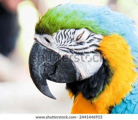 a photography of a colorful parrot with a very long beak.
