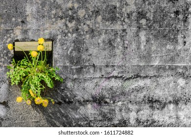 Photography Of Dandelion Breaking Through Concrete Wall