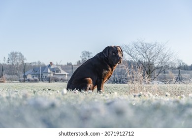 Photography Of Dog From Low Angle. Frost Grass. Dog Sitting On Frosted Grass. Frost Covering Everything. House, Fence And Tree In Background. Brown Labrador Dog And Frost All Round. European Frost.